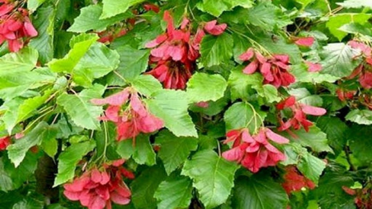 شناسایی تک درخت "افرای قفقازی" در بانه
