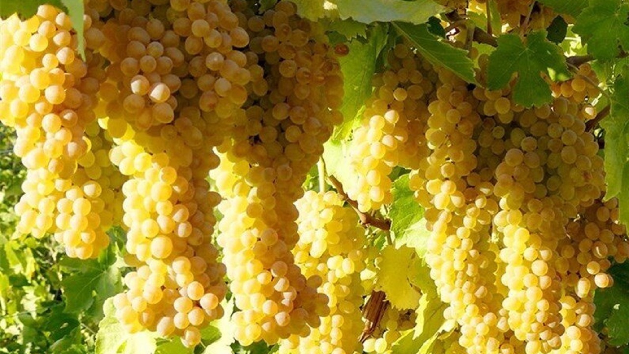 مشکلات انگورکاران از کجا سرچشمه می گیرد؟
