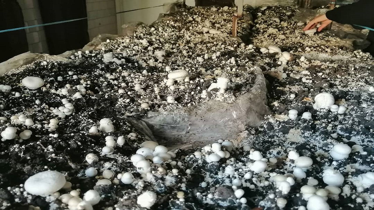 افتتاح کارگاه پرورش قارچ در شهرستان کارون
