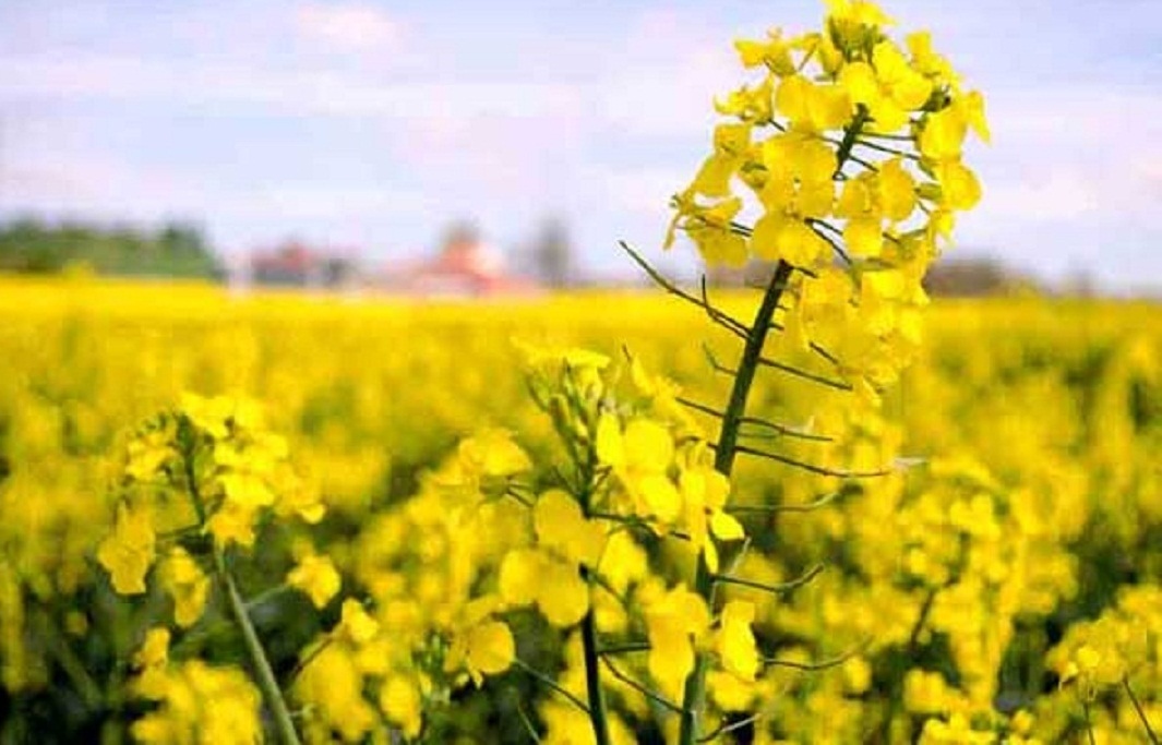 کشت کلزا در خوزستان از مرز ۷۰ هزار هکتار گذشت