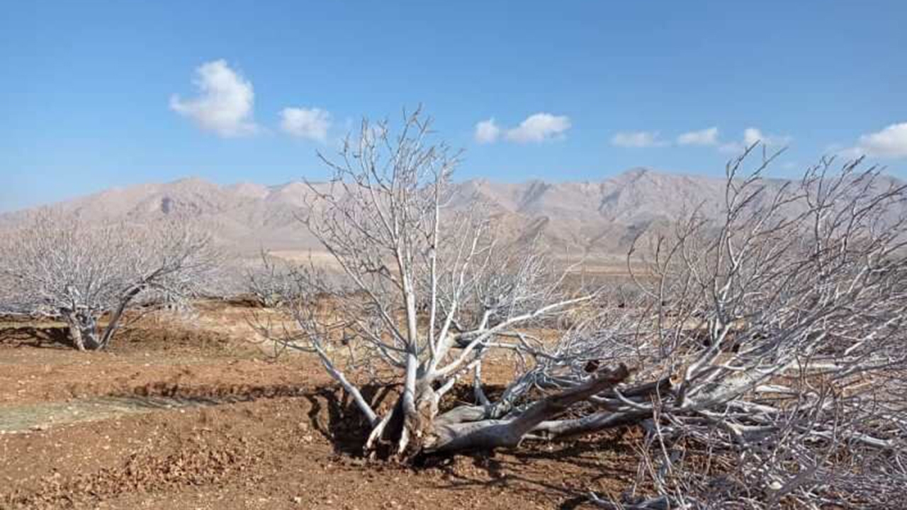 خسارت تندباد به ۸۰ اصله درخت انجیر استهبان