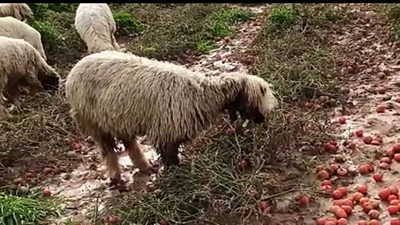 برداشت نکردن محصولات کشاورزی در روستای گنبدلران + فیلم