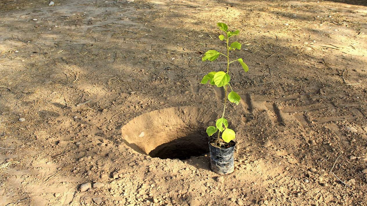 کاشت نهال در ۱۵۰۰ هکتار از جنگل های کهگیلویه و بویراحمد