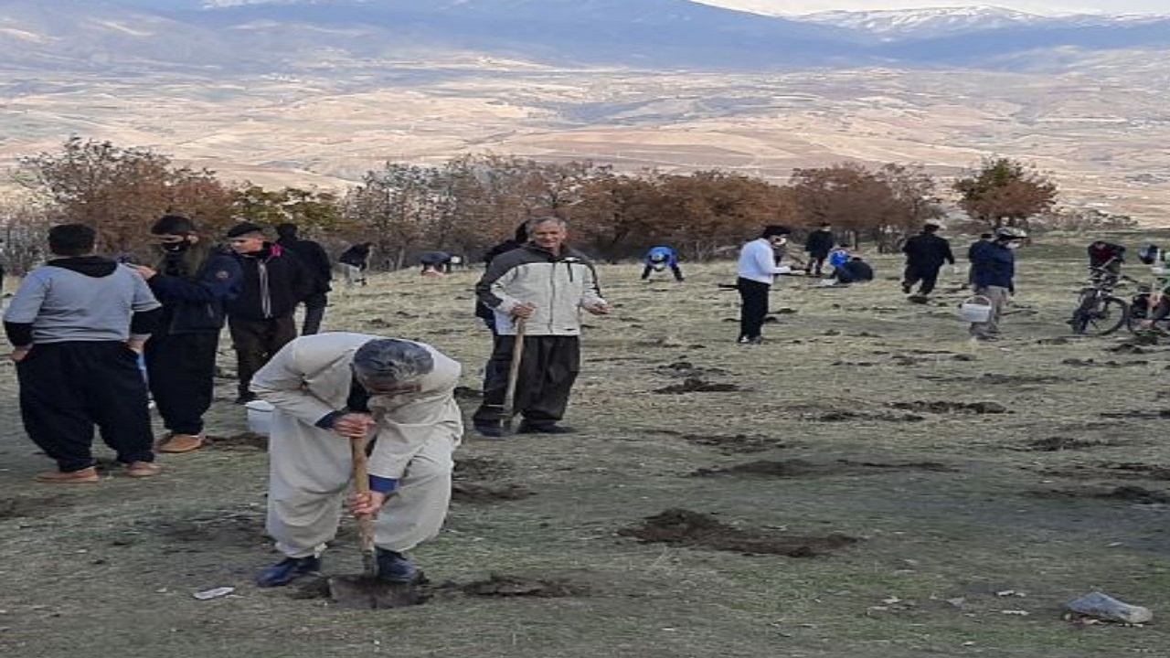 کاشت ۲۰۰ اصله نهال جنگلی در سردشت