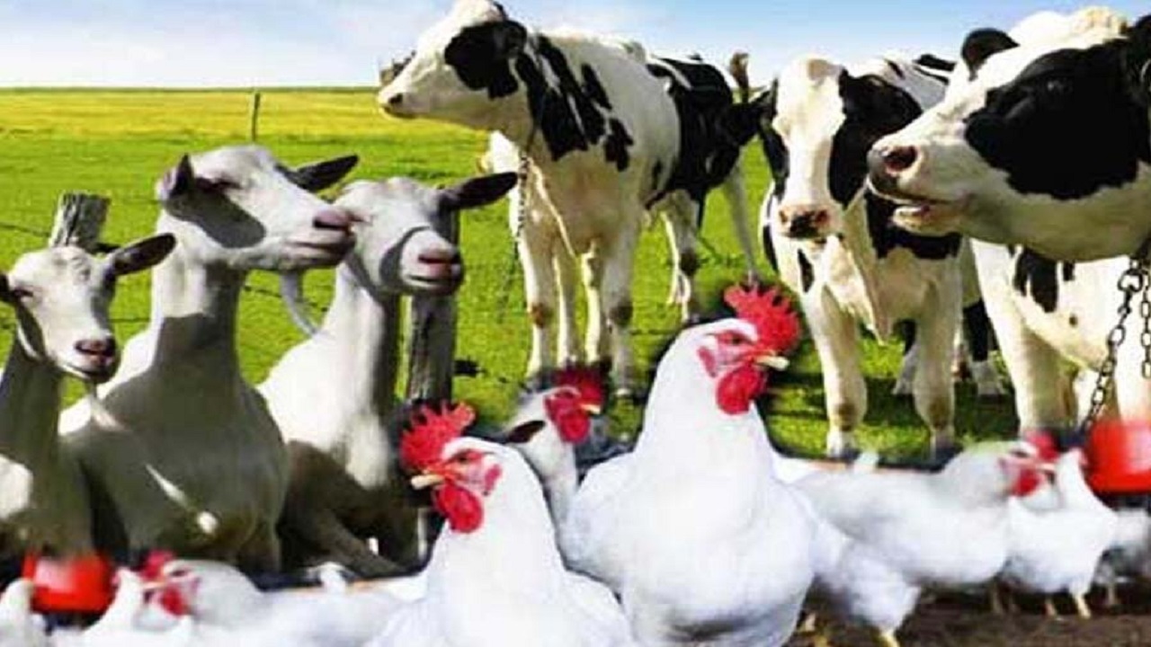 ممنوعیت مصرف آنتی بیوتیک‌های انسانی در دام و طیور