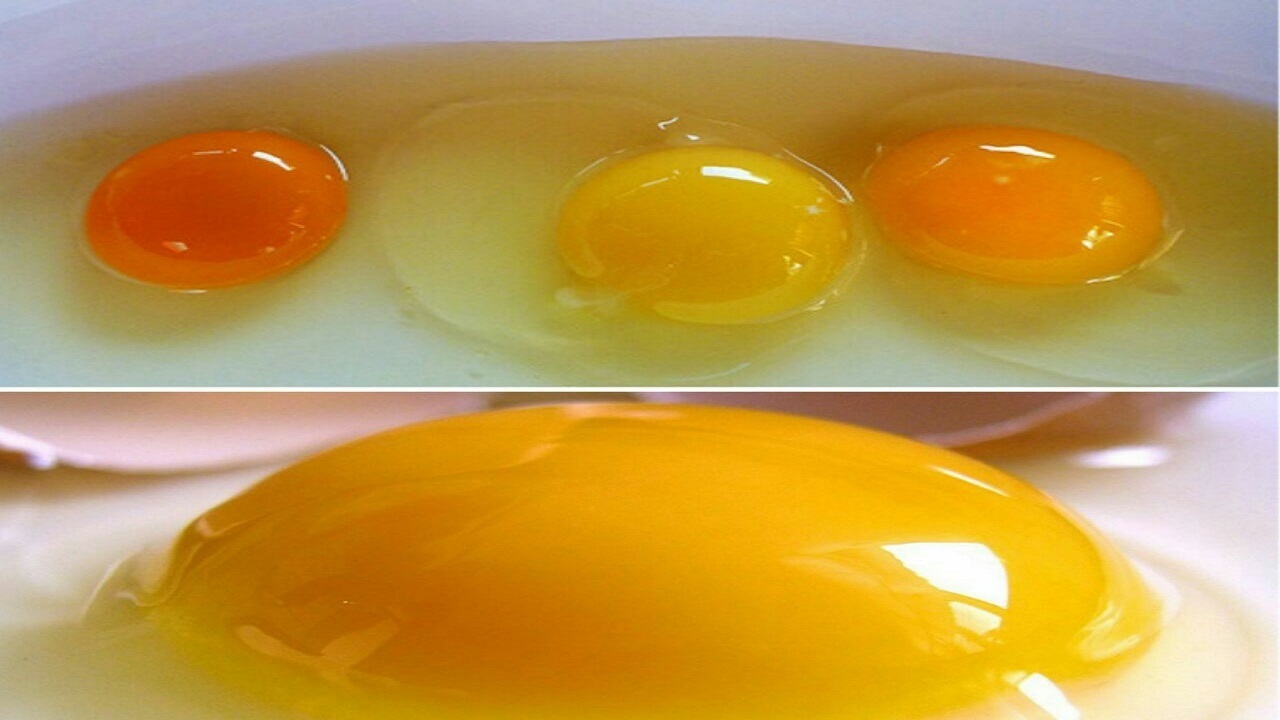 تخم مرغ
