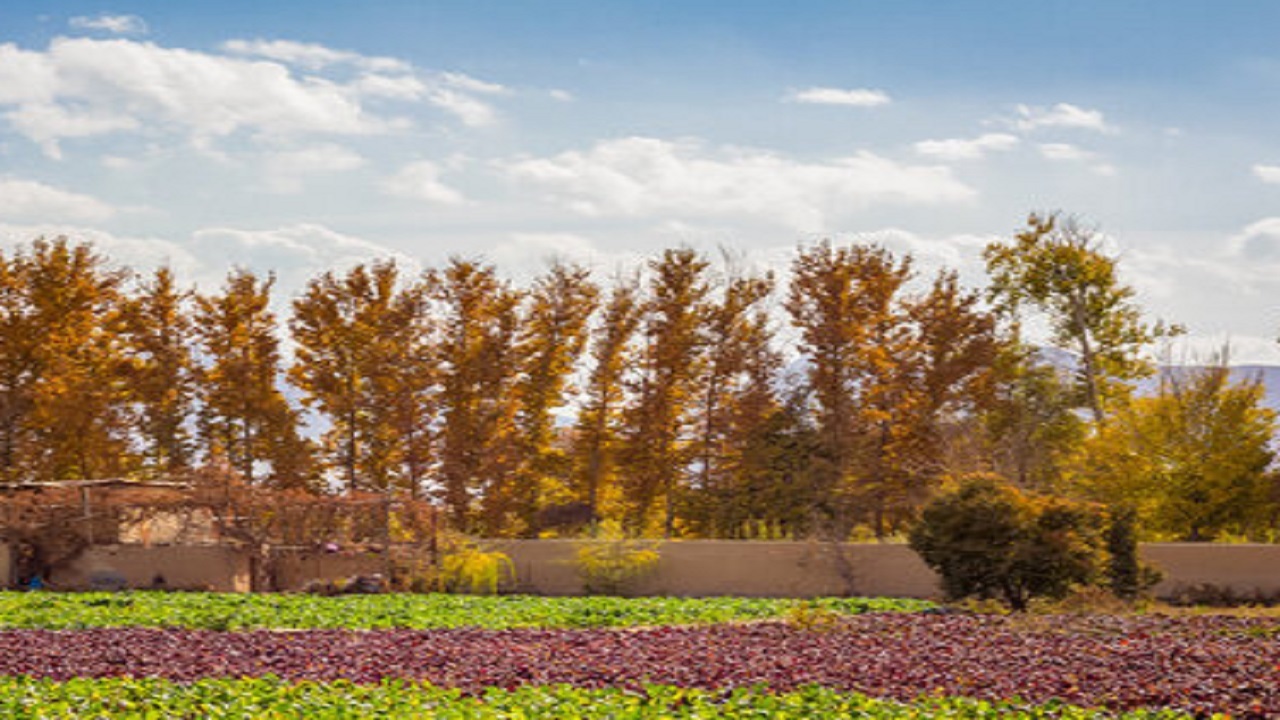 ساخت آشیانه چوبی برای پرندگان در مجموعه بوستان جنگلی ناژوان