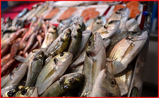 طرح اصلاح نژاد ماهیان سردآبی به سرانجام می&zwnj;رسد؟