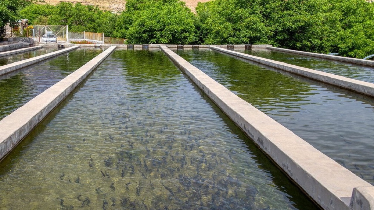 پیش بینی تولید ۲۳۰ تن ماهی در سرخس