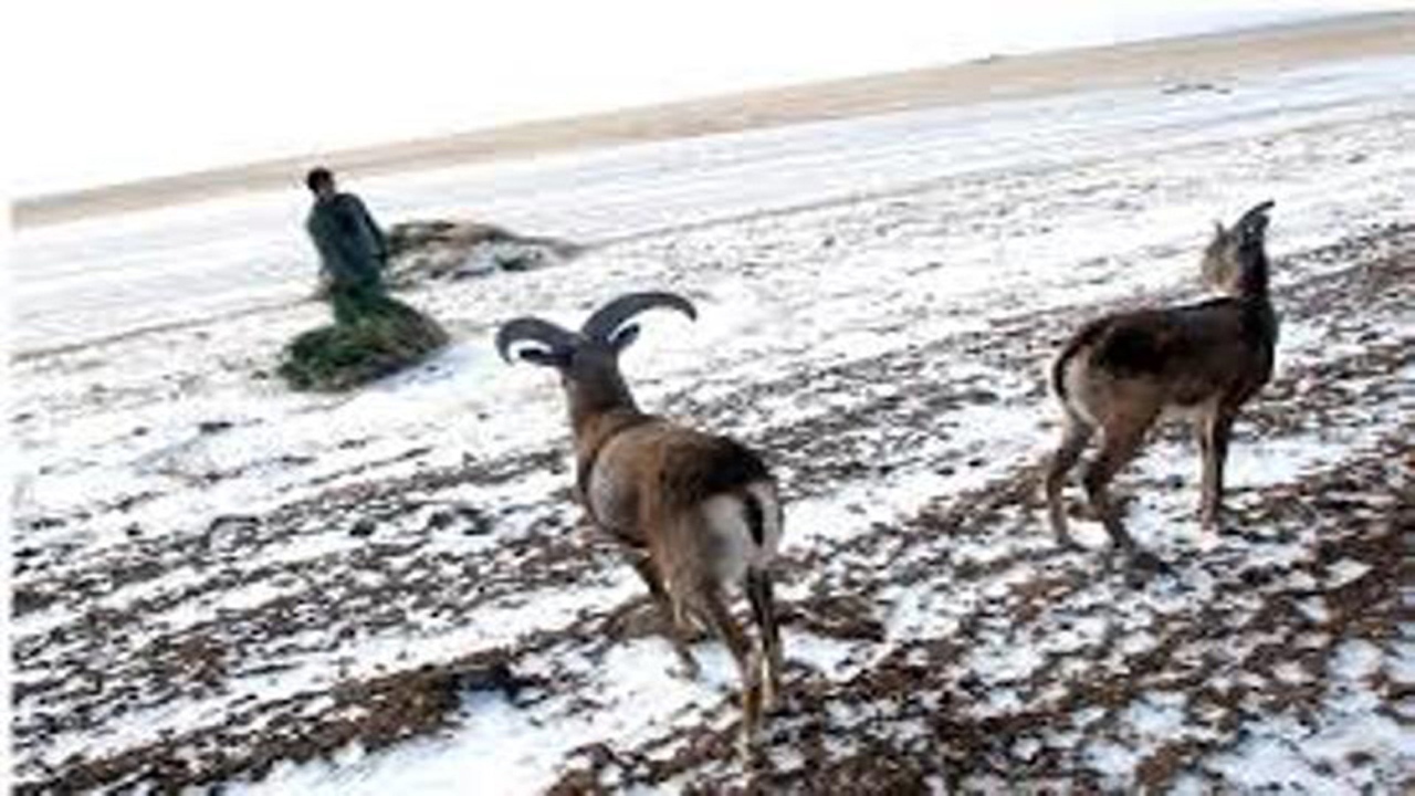سفره محیط زیست برای آهوان دشت سهرین زنجان پهن شد+ فیلم