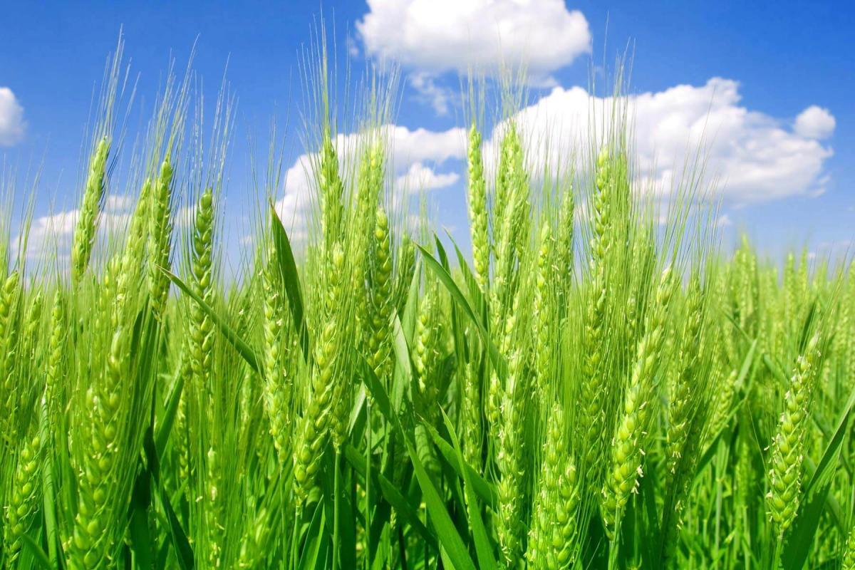 پایان آذرماه آخرین مهلت بیمه محصولات زراعی در آذربایجان‌شرقی
