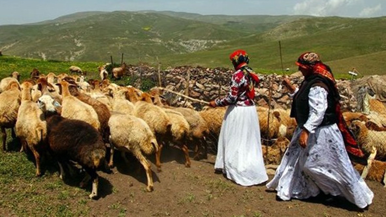 تولید حدود ۴ هزار تن گوشت قرمز در گلستان