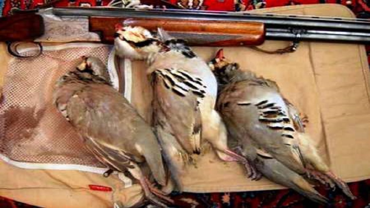 بازداشت متخلفان شکار غیر مجاز پرندگان در دهلران