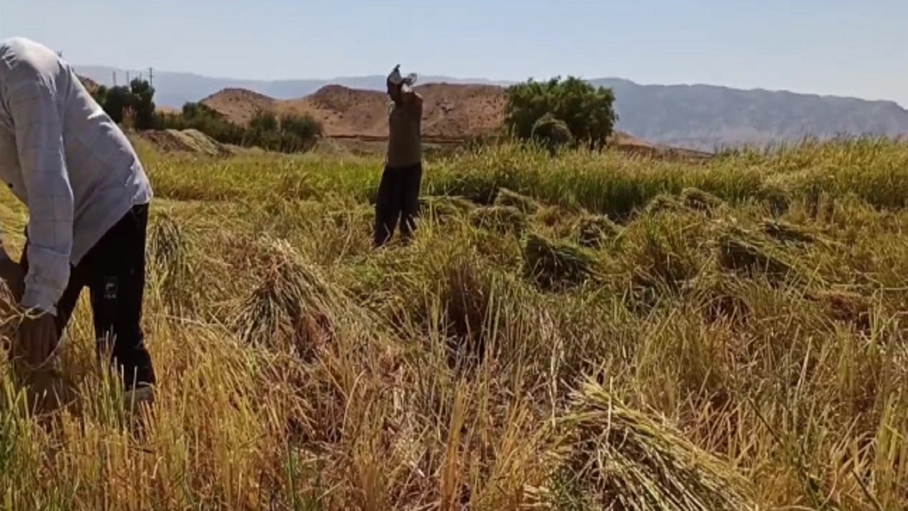 برداشت برنج در «روستای شمس آباد» + فیلم