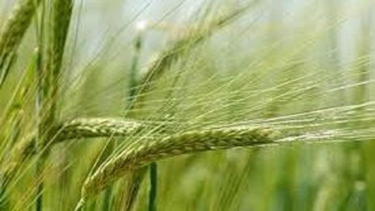 اجرای طرح ارقام مقاسه ایی مزرعه گندم در میاندورود