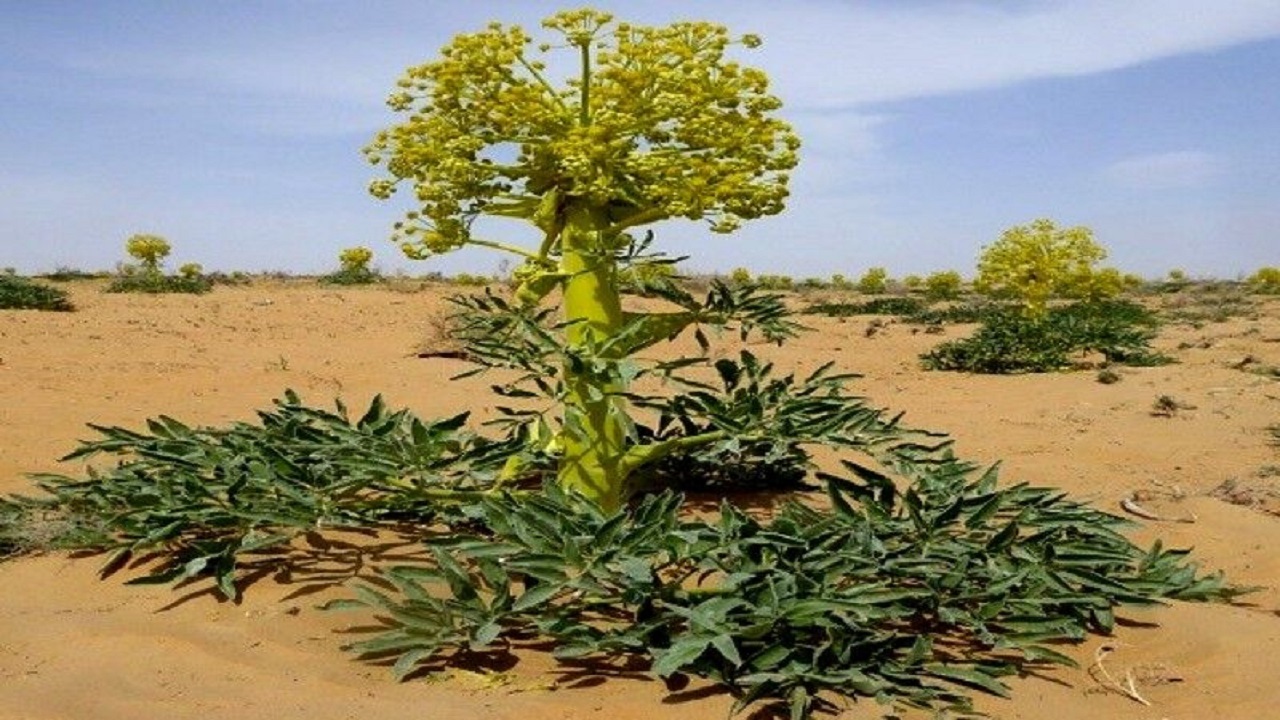 بهره مندی حداقل هزار خانوار از برداشت آنغوزه و وشا در خراسان جنوبی