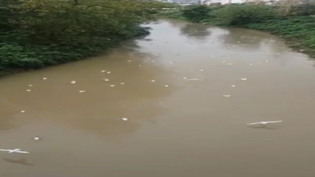 آلودگی محیط زیست در رشت + فیلم