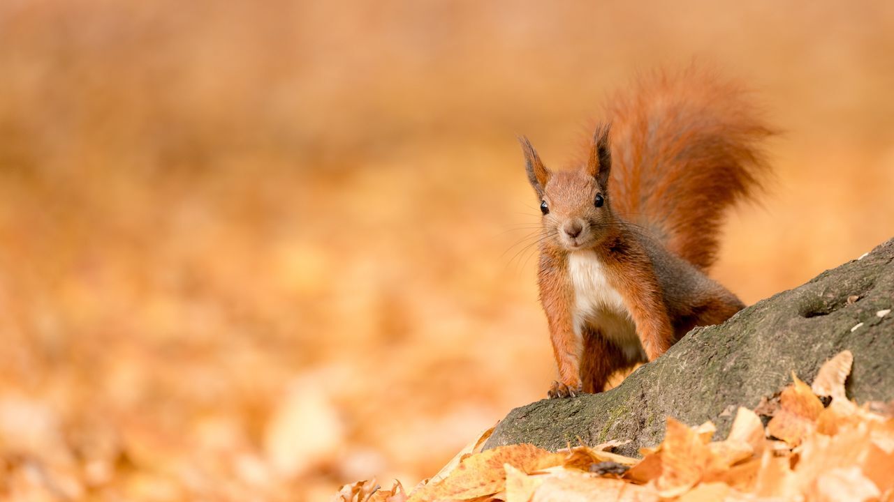 جذاب&zwnj;ترین تصاویر پس زمینه