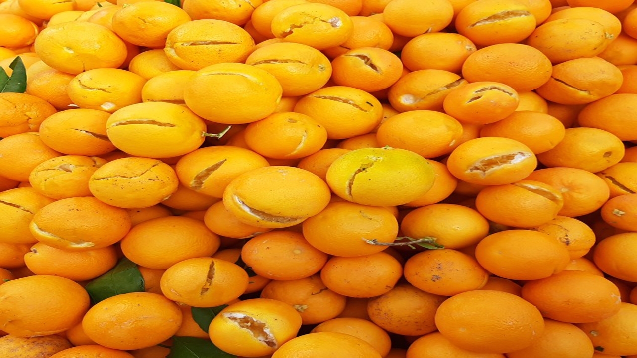 خسارت به مرکبات