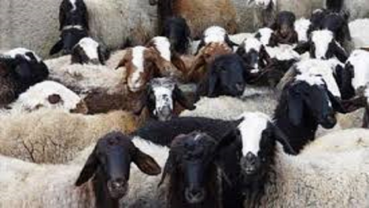 توقیف خودروی سواری حامل ۱۷ رأس دام قاچاق در نهبندان