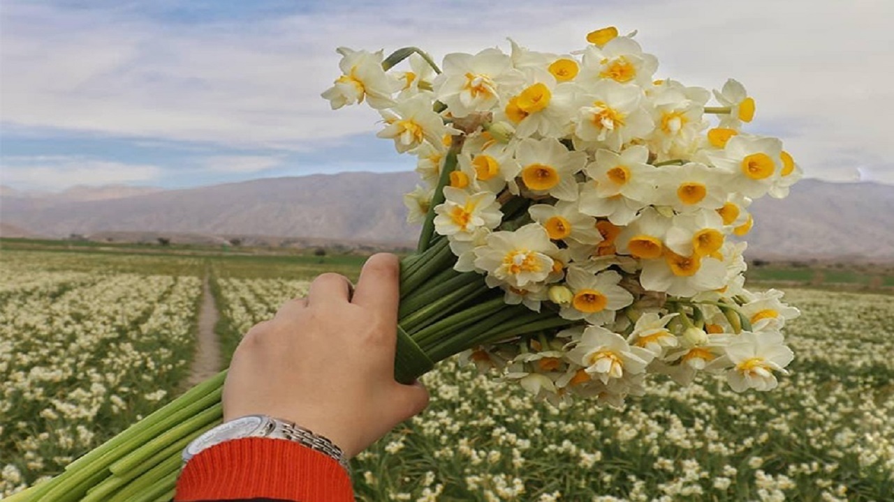 بیمه گل نرگس، منتظر ابلاغ مصوبه