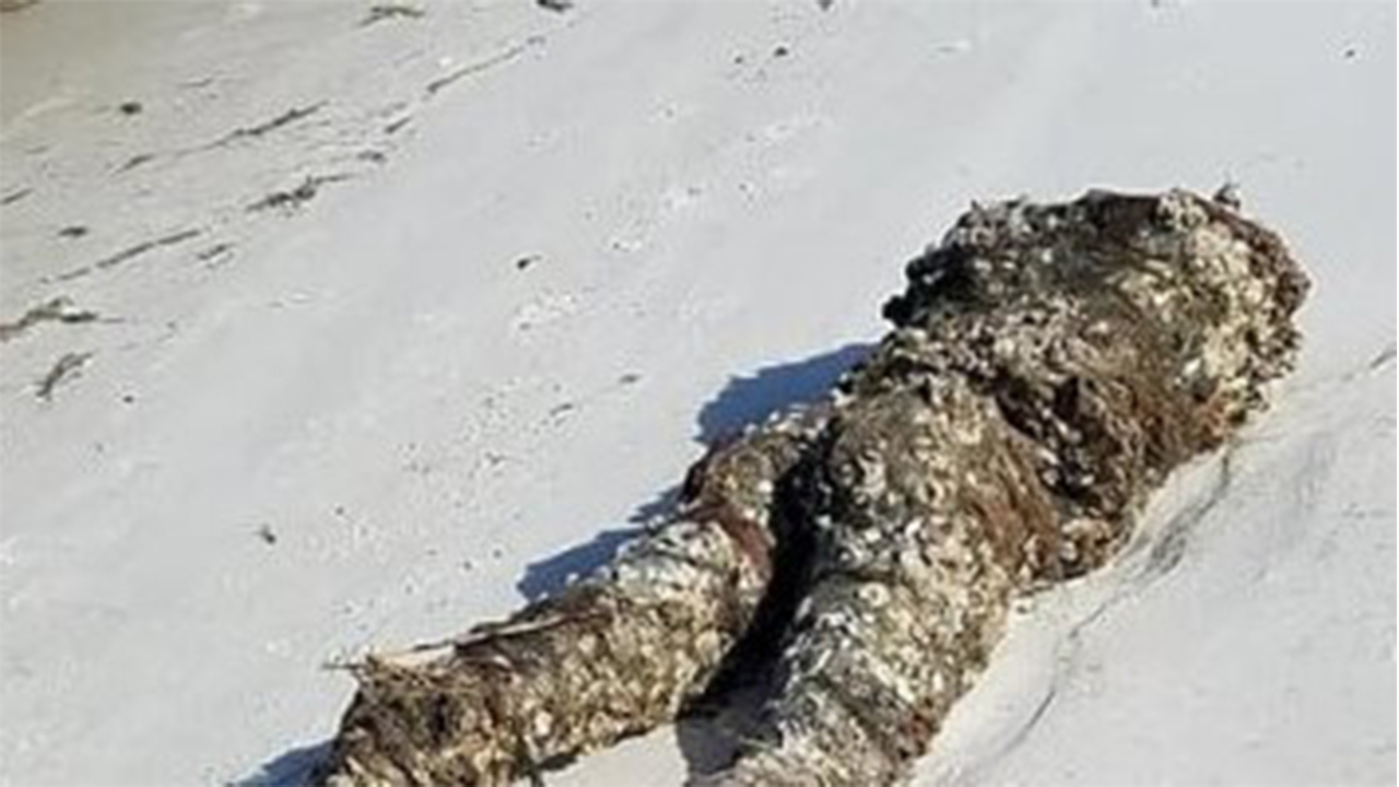 پشت‌پرده ماجرای جسدی بدون سر که باعث وحشت مردم شد!