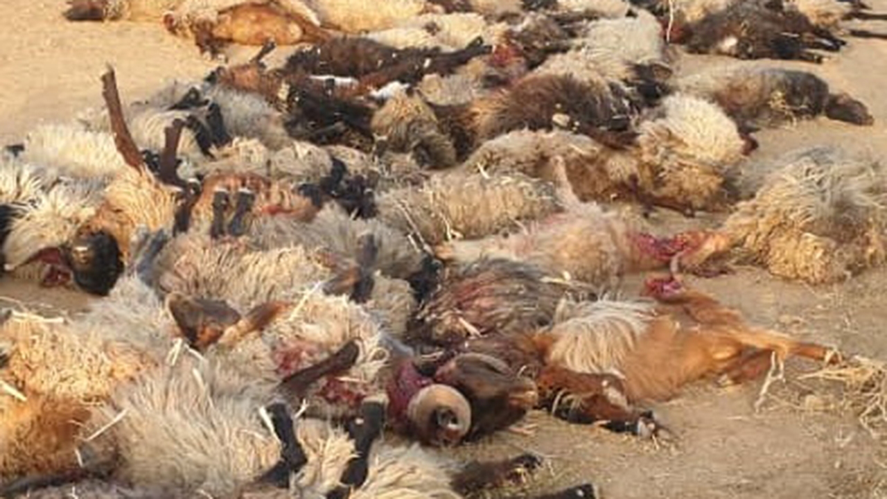 تلف شدن ۹۱ راس دام به دلیل مسمومیت در استهبان