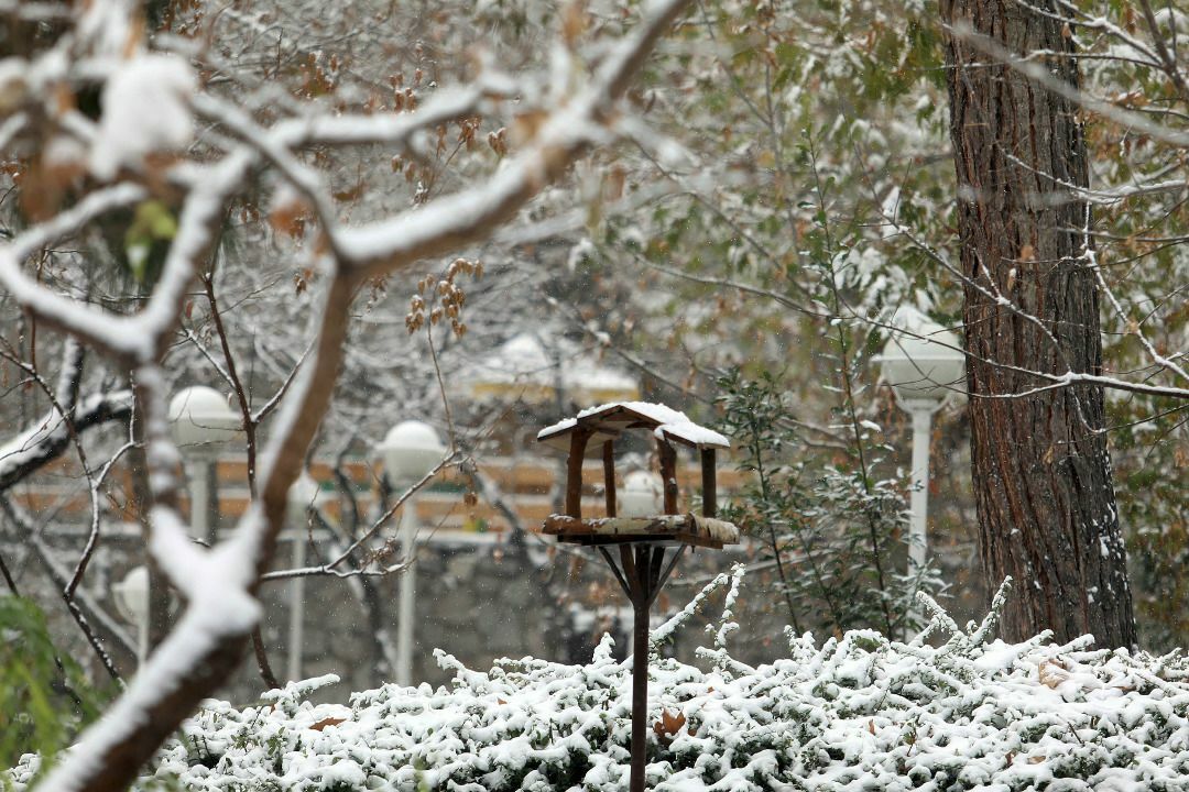 ساخت لانه ویژه پرندگان در بوستان های شهر
