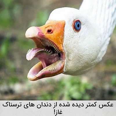 عکس&zwnj;هایی که تابه&zwnj;حال ندیده&zwnj;اید!