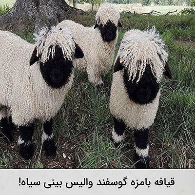 عکس&zwnj;هایی که تابه&zwnj;حال ندیده&zwnj;اید!