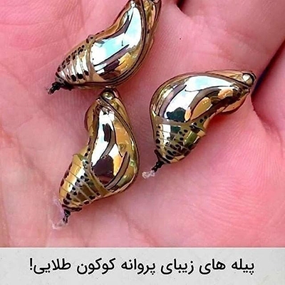 عکس&zwnj;هایی که تابه&zwnj;حال ندیده&zwnj;اید!