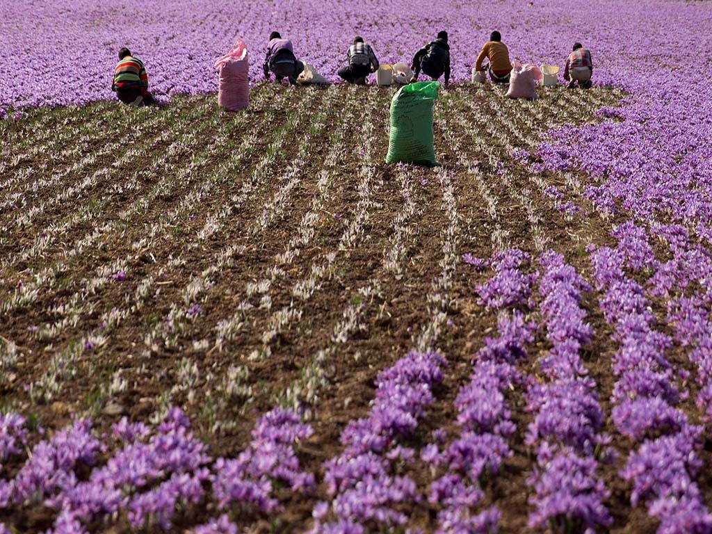 طلای سرخ کویر، نسخه&zwnj;ای شفابخش در بحران آب