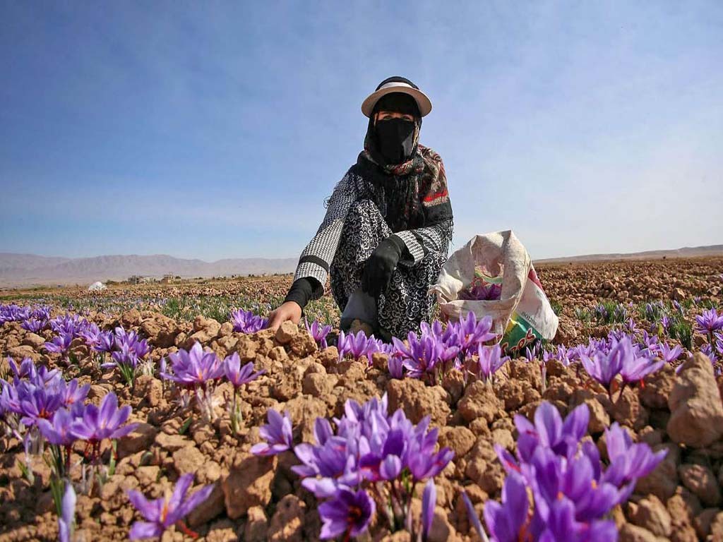 طلای سرخ کویر، نسخه&zwnj;ای شفابخش در بحران آب