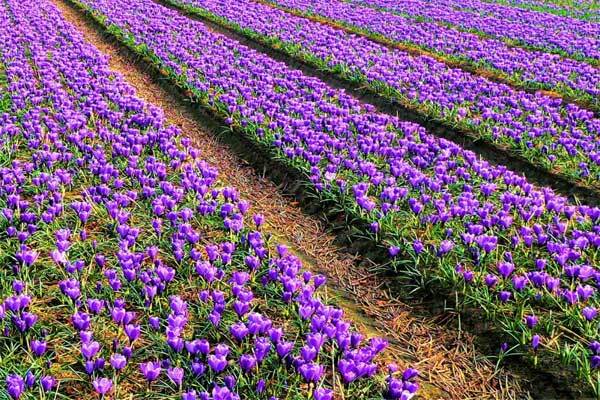 طلای سرخ کویر، نسخه&zwnj;ای شفابخش در بحران آب