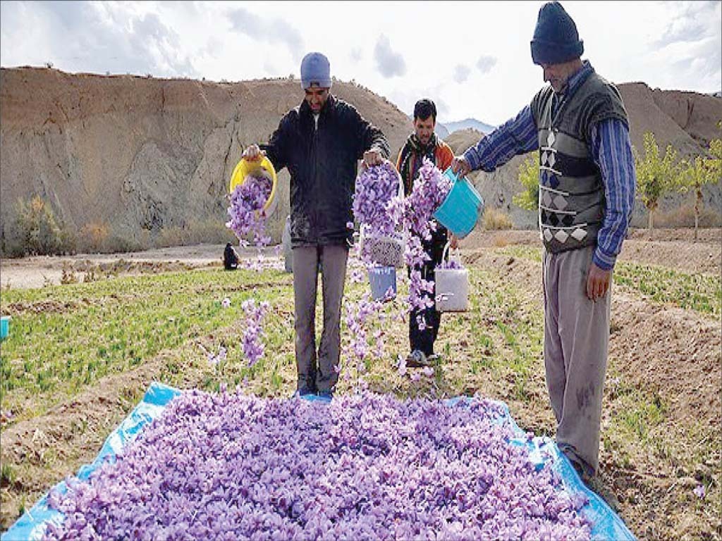 طلای سرخ کویر، نسخه&zwnj;ای شفابخش در بحران آب