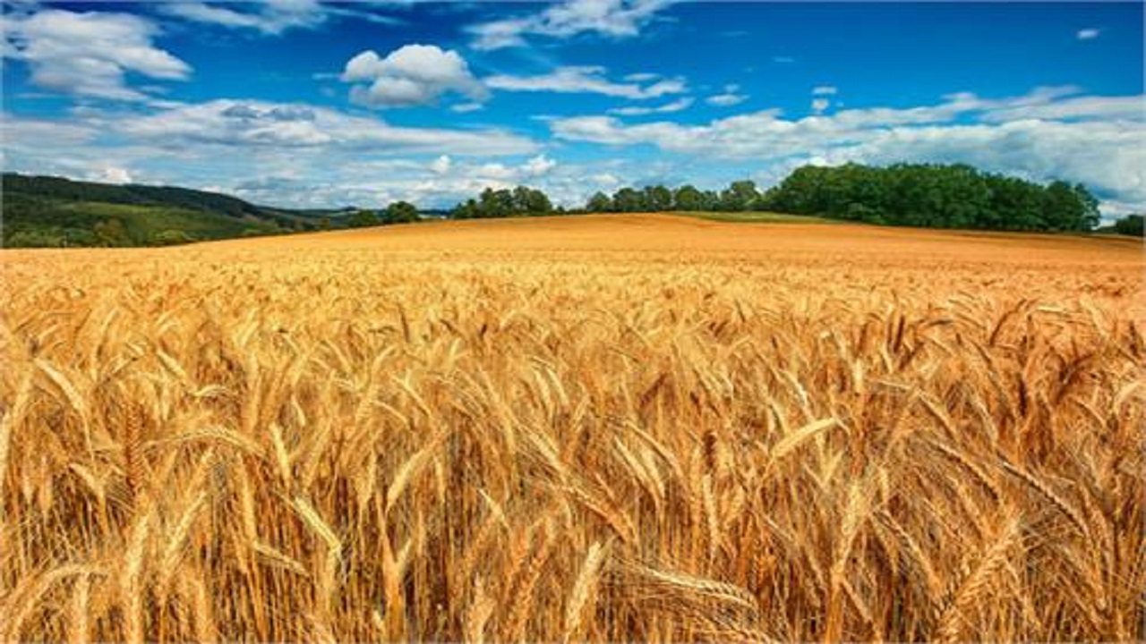 پرداخت بیش از ۶۳۰ میلیارد ریال زکات در آذربایجان غربی