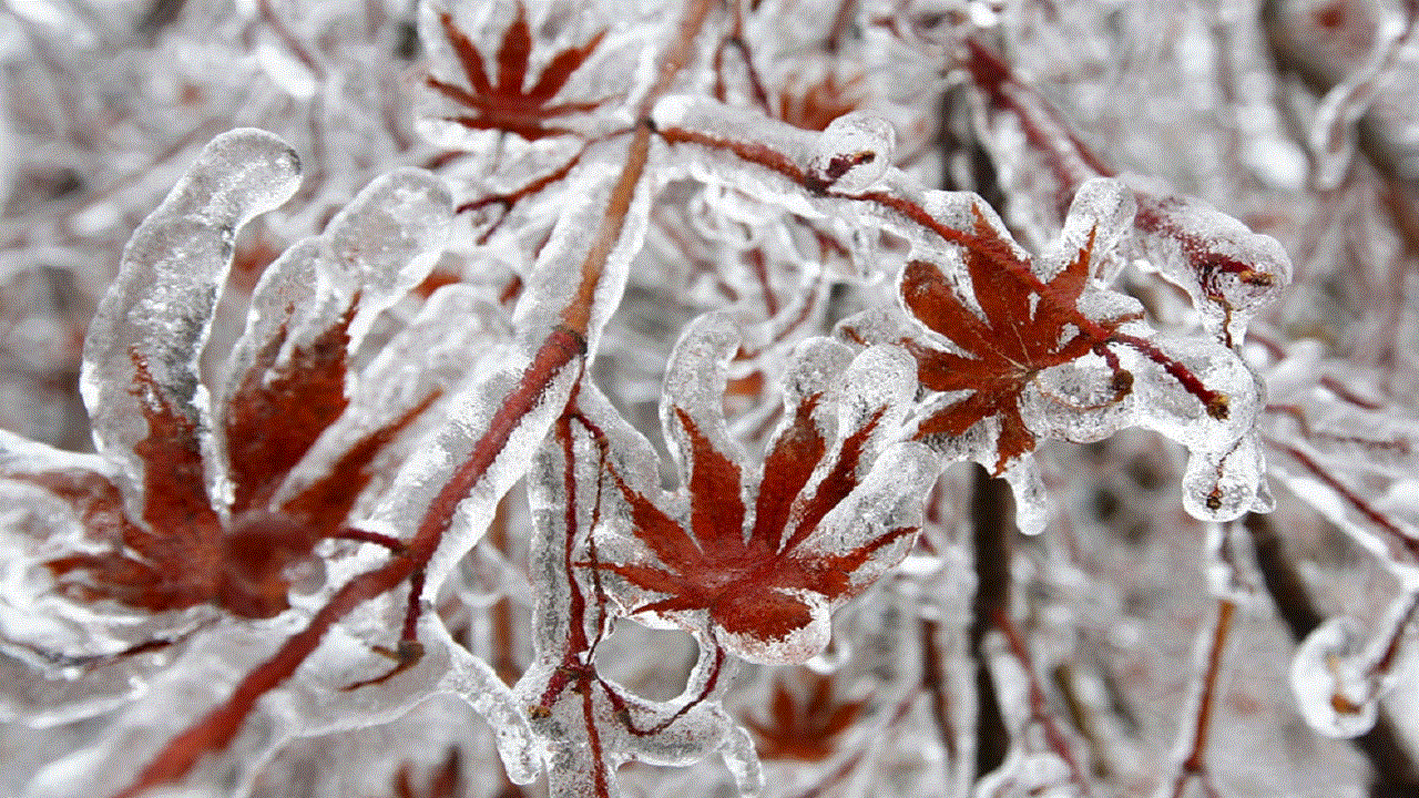 موج جدید سرما و یخبندان در یزد