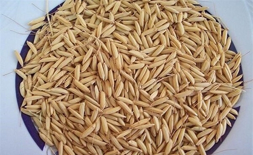 شالیزار&zwnj;های گیلان چشم انتظار ارقام مشتری پسند/دوئل سخت ارقام اصلاح شده و بومی برنج