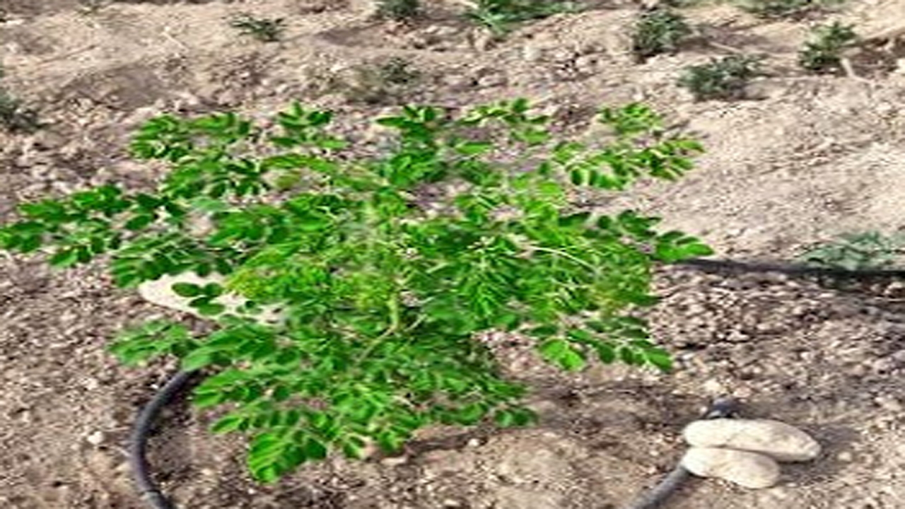 کاشت گیاه دارویی مورینگا برای نخستین بار در عرصه های طبیعی فارس