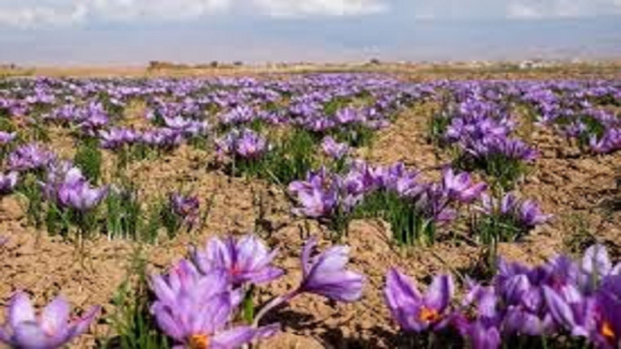 افزایش ۳.۵ درصدی تولید زعفران در خراسان جنوبی