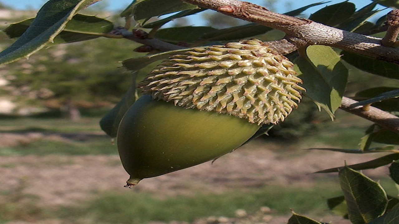 کاشت بذر بلوط به دست دوست داران طبیعت در کنگاور