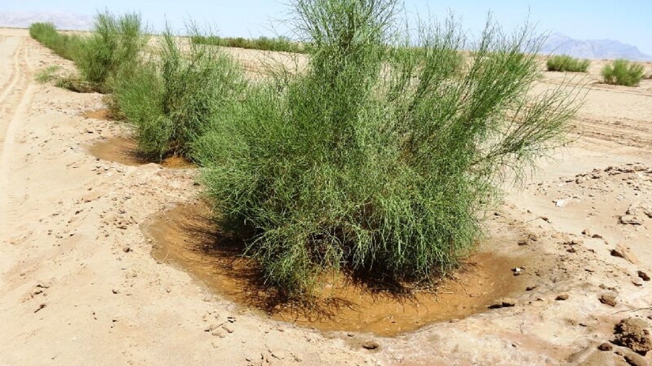 اجرای طرح بزرگ بیابان‌زدایی/ اصفهان سبزتر می‌شود