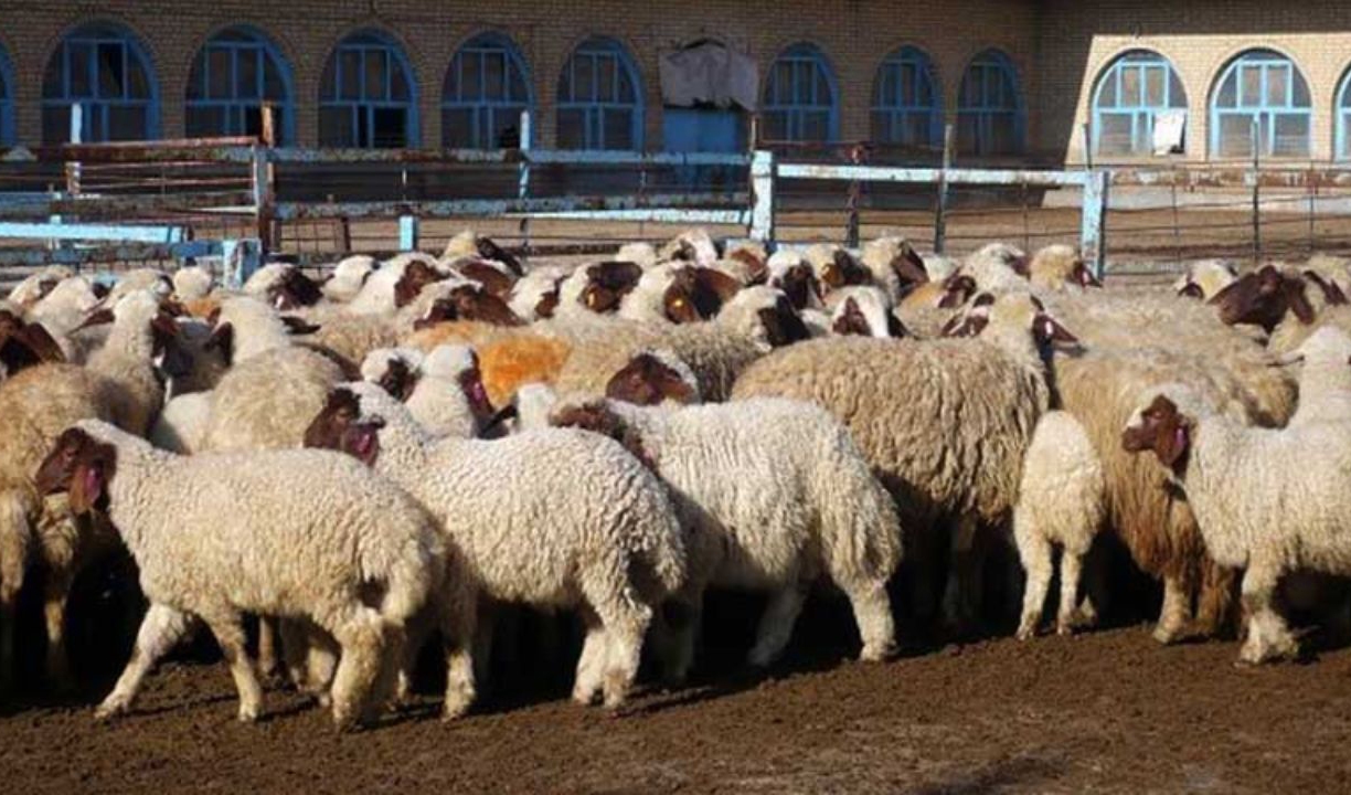 شیوع گرانفروشی با شیوه‌ای منسوخ/حذف قیمت از روی اقلام اساسی در برخی فروشگاه ها!