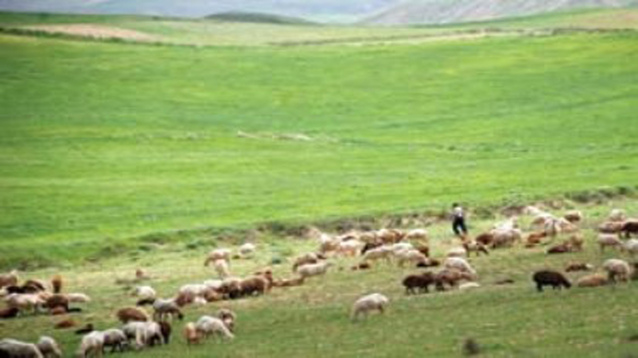 آغاز طرح مدیریت چرا و کنترل دام در مراتع قشلاقی نی ریز