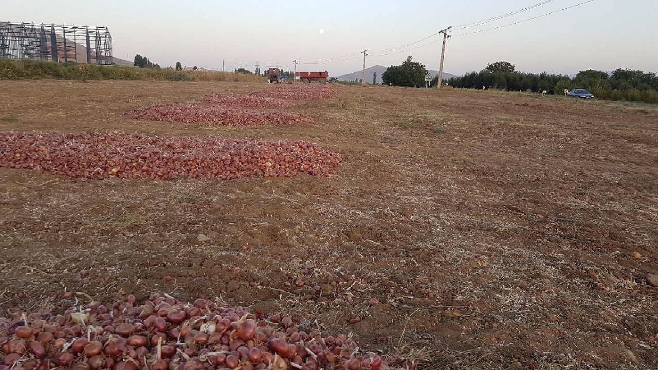 ۴۷۰۰ هکتار از مزارع کشاورزی سیستان و بلوچستان زیر کشت پیاز رفت