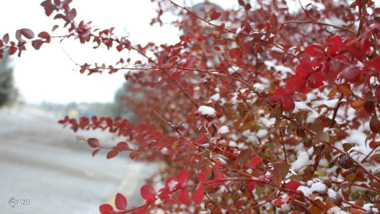 زیبایی طبیعت زمستانی سرخس به روایت تصویر