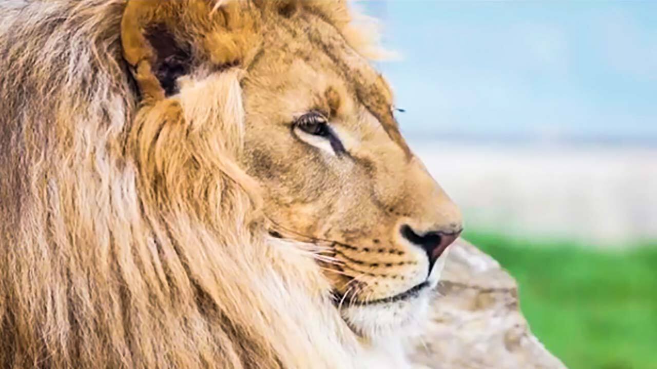 ۷ حیوانی که قاتل سلطان جنگل هستند + فیلم