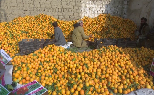 نارنج در رَنج؛ غفلت مسئولان از ته&zwnj;تغاری مرکبات