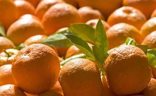 نارنج در رَنج؛ غفلت مسئولان از ته&zwnj;تغاری مرکبات
