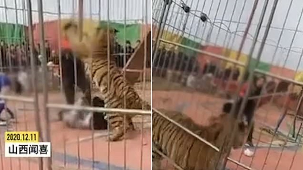 خوش شانسی مربی پس از حمله غافلگیرانه ببر!